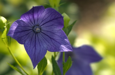 Purple_flower