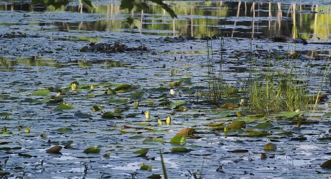 Lilies-in-Massachusetts---Desktop-Wallpaper-1920x1080