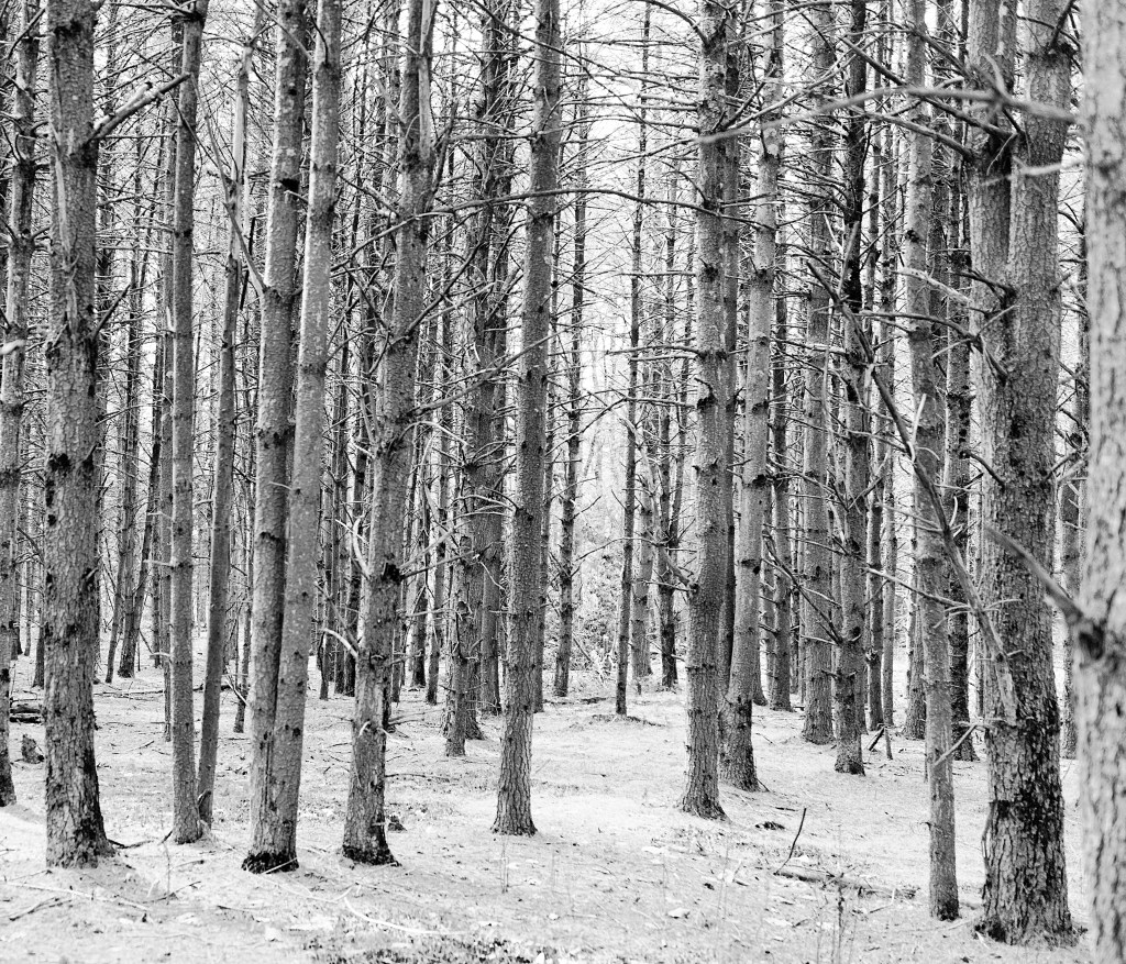 BW Trees