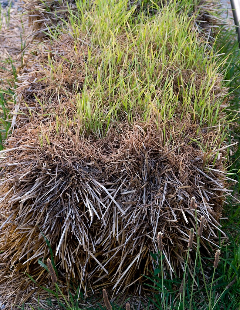 Funny grass baleL1002928