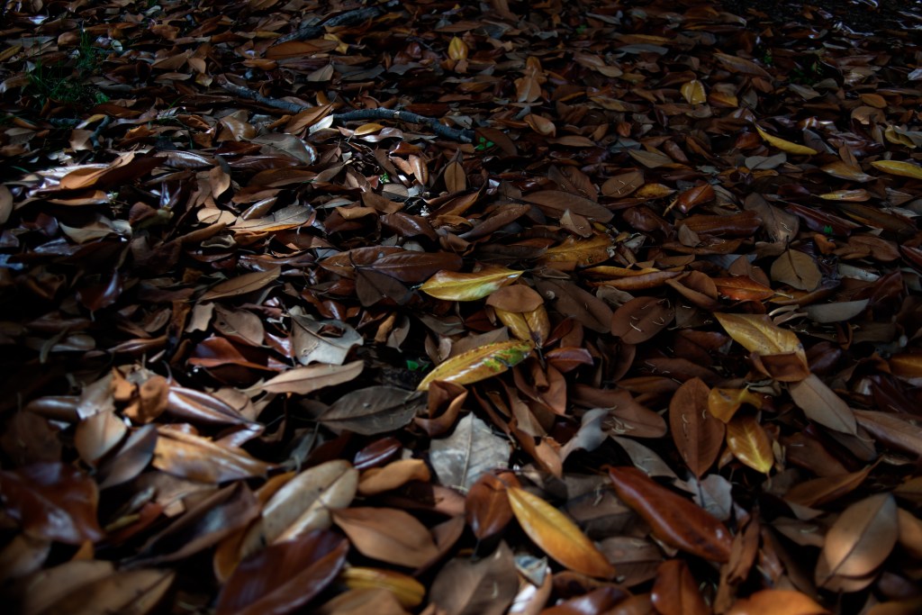 lEAVES_DSC7173