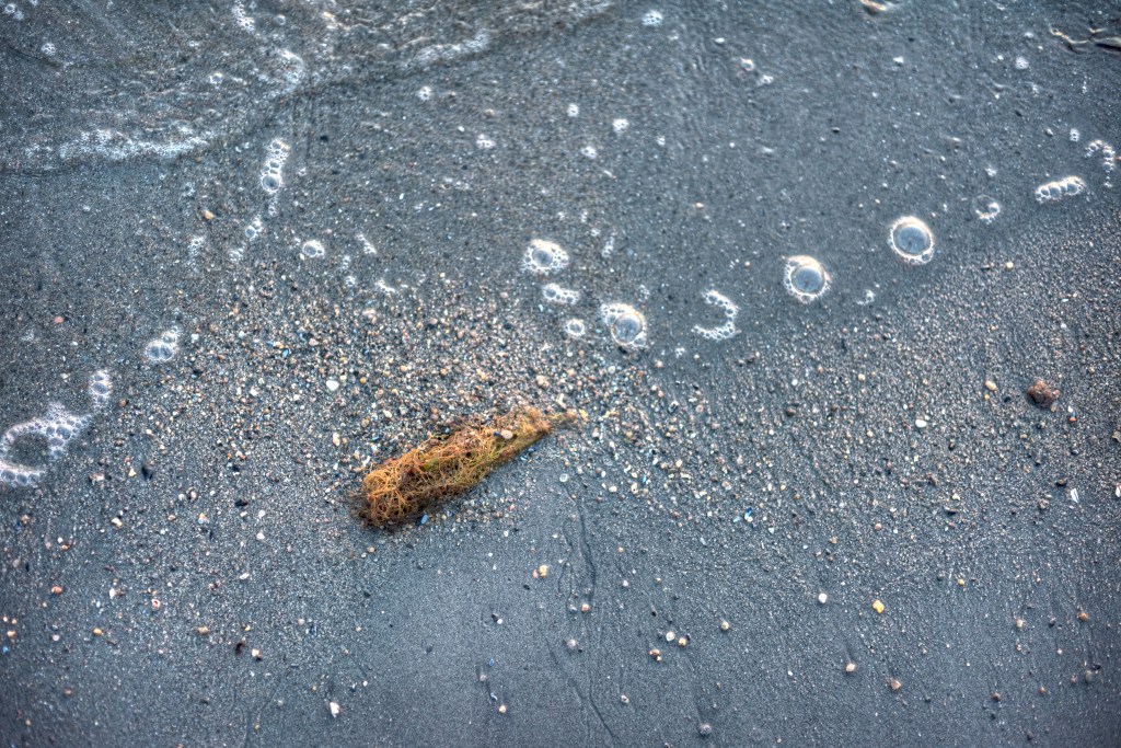 SEaweed_DSC7627