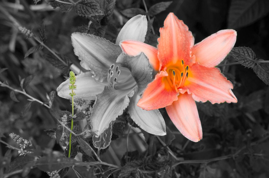 Cedar St flowers L1003137-1