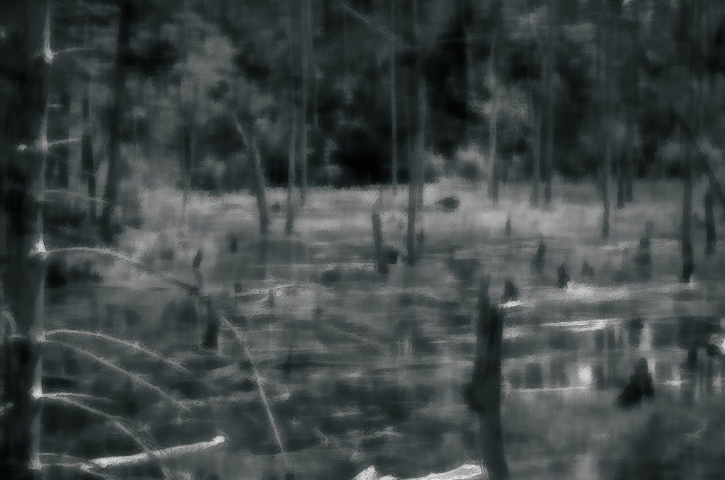 Swamp and Trees L1003090