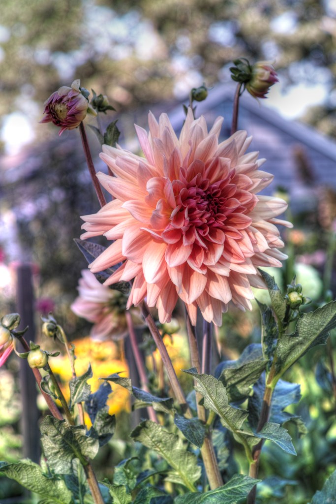 fLOWER HDR_SDI2888