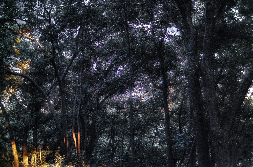 Light in Trees_SDI2953