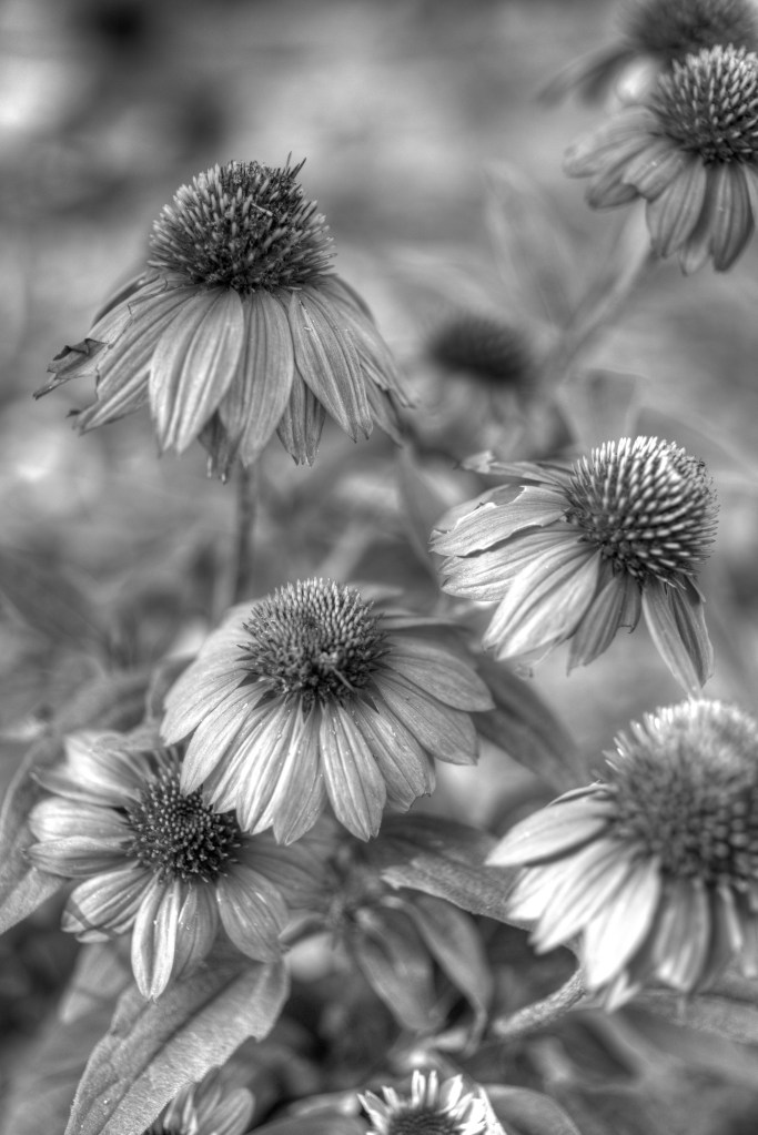 my-day-in-flowers_dsc8822-1