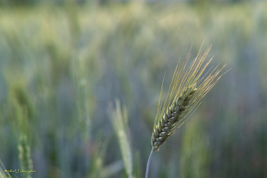 grain-of-wheat-desktop-wallpaper-michael-j